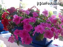 [P16] flori la taverna Korali » foto by sandu.53
 - 
<span class="allrVoted glyphicon glyphicon-heart hidden" id="av210770"></span>
<a class="m-l-10 hidden" id="sv210770" onclick="voting_Foto_DelVot(,210770,22302)" role="button">șterge vot <span class="glyphicon glyphicon-remove"></span></a>
<a id="v9210770" class=" c-red"  onclick="voting_Foto_SetVot(210770)" role="button"><span class="glyphicon glyphicon-heart-empty"></span> <b>LIKE</b> = Votează poza</a> <img class="hidden"  id="f210770W9" src="/imagini/loader.gif" border="0" /><span class="AjErrMes hidden" id="e210770ErM"></span>