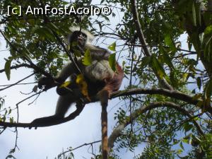 [P36] maimuta rosie in parcul Jozani » foto by nela b
 - 
<span class="allrVoted glyphicon glyphicon-heart hidden" id="av882679"></span>
<a class="m-l-10 hidden" id="sv882679" onclick="voting_Foto_DelVot(,882679,22360)" role="button">șterge vot <span class="glyphicon glyphicon-remove"></span></a>
<a id="v9882679" class=" c-red"  onclick="voting_Foto_SetVot(882679)" role="button"><span class="glyphicon glyphicon-heart-empty"></span> <b>LIKE</b> = Votează poza</a> <img class="hidden"  id="f882679W9" src="/imagini/loader.gif" border="0" /><span class="AjErrMes hidden" id="e882679ErM"></span>