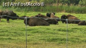 [P25] animale sălbatice intr-un parc național » foto by robert
 - 
<span class="allrVoted glyphicon glyphicon-heart hidden" id="av1496960"></span>
<a class="m-l-10 hidden" id="sv1496960" onclick="voting_Foto_DelVot(,1496960,22465)" role="button">șterge vot <span class="glyphicon glyphicon-remove"></span></a>
<a id="v91496960" class=" c-red"  onclick="voting_Foto_SetVot(1496960)" role="button"><span class="glyphicon glyphicon-heart-empty"></span> <b>LIKE</b> = Votează poza</a> <img class="hidden"  id="f1496960W9" src="/imagini/loader.gif" border="0" /><span class="AjErrMes hidden" id="e1496960ErM"></span>