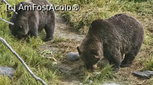 [P16] la centrul de conservare al animalelor sălbatice » foto by robert
 - 
<span class="allrVoted glyphicon glyphicon-heart hidden" id="av1504434"></span>
<a class="m-l-10 hidden" id="sv1504434" onclick="voting_Foto_DelVot(,1504434,22465)" role="button">șterge vot <span class="glyphicon glyphicon-remove"></span></a>
<a id="v91504434" class=" c-red"  onclick="voting_Foto_SetVot(1504434)" role="button"><span class="glyphicon glyphicon-heart-empty"></span> <b>LIKE</b> = Votează poza</a> <img class="hidden"  id="f1504434W9" src="/imagini/loader.gif" border="0" /><span class="AjErrMes hidden" id="e1504434ErM"></span>