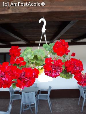 [P19] Pe terasa sunt multe flori » foto by zlatna
 - 
<span class="allrVoted glyphicon glyphicon-heart hidden" id="av1114880"></span>
<a class="m-l-10 hidden" id="sv1114880" onclick="voting_Foto_DelVot(,1114880,22499)" role="button">șterge vot <span class="glyphicon glyphicon-remove"></span></a>
<a id="v91114880" class=" c-red"  onclick="voting_Foto_SetVot(1114880)" role="button"><span class="glyphicon glyphicon-heart-empty"></span> <b>LIKE</b> = Votează poza</a> <img class="hidden"  id="f1114880W9" src="/imagini/loader.gif" border="0" /><span class="AjErrMes hidden" id="e1114880ErM"></span>