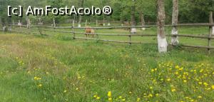 [P23] Țarcul poneiașilor. » foto by Aurici
 - 
<span class="allrVoted glyphicon glyphicon-heart hidden" id="av1298545"></span>
<a class="m-l-10 hidden" id="sv1298545" onclick="voting_Foto_DelVot(,1298545,22572)" role="button">șterge vot <span class="glyphicon glyphicon-remove"></span></a>
<a id="v91298545" class=" c-red"  onclick="voting_Foto_SetVot(1298545)" role="button"><span class="glyphicon glyphicon-heart-empty"></span> <b>LIKE</b> = Votează poza</a> <img class="hidden"  id="f1298545W9" src="/imagini/loader.gif" border="0" /><span class="AjErrMes hidden" id="e1298545ErM"></span>
