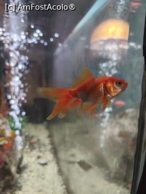 [P02] Acvariu » foto by fredutza
 - 
<span class="allrVoted glyphicon glyphicon-heart hidden" id="av1497139"></span>
<a class="m-l-10 hidden" id="sv1497139" onclick="voting_Foto_DelVot(,1497139,22630)" role="button">șterge vot <span class="glyphicon glyphicon-remove"></span></a>
<a id="v91497139" class=" c-red"  onclick="voting_Foto_SetVot(1497139)" role="button"><span class="glyphicon glyphicon-heart-empty"></span> <b>LIKE</b> = Votează poza</a> <img class="hidden"  id="f1497139W9" src="/imagini/loader.gif" border="0" /><span class="AjErrMes hidden" id="e1497139ErM"></span>