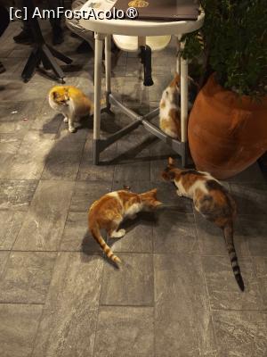 [P08] Pisicute locului » foto by fredutza
 - 
<span class="allrVoted glyphicon glyphicon-heart hidden" id="av1499424"></span>
<a class="m-l-10 hidden" id="sv1499424" onclick="voting_Foto_DelVot(,1499424,22630)" role="button">șterge vot <span class="glyphicon glyphicon-remove"></span></a>
<a id="v91499424" class=" c-red"  onclick="voting_Foto_SetVot(1499424)" role="button"><span class="glyphicon glyphicon-heart-empty"></span> <b>LIKE</b> = Votează poza</a> <img class="hidden"  id="f1499424W9" src="/imagini/loader.gif" border="0" /><span class="AjErrMes hidden" id="e1499424ErM"></span>