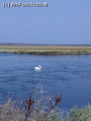 [P08] Delta Evros » foto by cris202
 - 
<span class="allrVoted glyphicon glyphicon-heart hidden" id="av898992"></span>
<a class="m-l-10 hidden" id="sv898992" onclick="voting_Foto_DelVot(,898992,22683)" role="button">șterge vot <span class="glyphicon glyphicon-remove"></span></a>
<a id="v9898992" class=" c-red"  onclick="voting_Foto_SetVot(898992)" role="button"><span class="glyphicon glyphicon-heart-empty"></span> <b>LIKE</b> = Votează poza</a> <img class="hidden"  id="f898992W9" src="/imagini/loader.gif" border="0" /><span class="AjErrMes hidden" id="e898992ErM"></span>