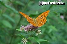 [P40] Fluturii...sunt liberi! » foto by gregorio
 - 
<span class="allrVoted glyphicon glyphicon-heart hidden" id="av142855"></span>
<a class="m-l-10 hidden" id="sv142855" onclick="voting_Foto_DelVot(,142855,22691)" role="button">șterge vot <span class="glyphicon glyphicon-remove"></span></a>
<a id="v9142855" class=" c-red"  onclick="voting_Foto_SetVot(142855)" role="button"><span class="glyphicon glyphicon-heart-empty"></span> <b>LIKE</b> = Votează poza</a> <img class="hidden"  id="f142855W9" src="/imagini/loader.gif" border="0" /><span class="AjErrMes hidden" id="e142855ErM"></span>