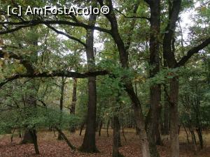 [P01] Mociar, padurea arborilor seculari » foto by dorgo
 - 
<span class="allrVoted glyphicon glyphicon-heart hidden" id="av1250768"></span>
<a class="m-l-10 hidden" id="sv1250768" onclick="voting_Foto_DelVot(,1250768,22705)" role="button">șterge vot <span class="glyphicon glyphicon-remove"></span></a>
<a id="v91250768" class=" c-red"  onclick="voting_Foto_SetVot(1250768)" role="button"><span class="glyphicon glyphicon-heart-empty"></span> <b>LIKE</b> = Votează poza</a> <img class="hidden"  id="f1250768W9" src="/imagini/loader.gif" border="0" /><span class="AjErrMes hidden" id="e1250768ErM"></span>