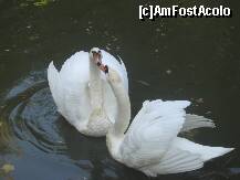 [P14] Aceleasi lebede fotografiate pe deasupra gardului » foto by dorgo
 - 
<span class="allrVoted glyphicon glyphicon-heart hidden" id="av270953"></span>
<a class="m-l-10 hidden" id="sv270953" onclick="voting_Foto_DelVot(,270953,22705)" role="button">șterge vot <span class="glyphicon glyphicon-remove"></span></a>
<a id="v9270953" class=" c-red"  onclick="voting_Foto_SetVot(270953)" role="button"><span class="glyphicon glyphicon-heart-empty"></span> <b>LIKE</b> = Votează poza</a> <img class="hidden"  id="f270953W9" src="/imagini/loader.gif" border="0" /><span class="AjErrMes hidden" id="e270953ErM"></span>