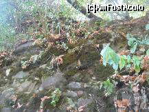 [P17] Printre crapaturile zidurilor cetatii acoperite cu muschi si licheni autohtoni, au prins radacini cativa arbusti » foto by dorgo
 - 
<span class="allrVoted glyphicon glyphicon-heart hidden" id="av270956"></span>
<a class="m-l-10 hidden" id="sv270956" onclick="voting_Foto_DelVot(,270956,22705)" role="button">șterge vot <span class="glyphicon glyphicon-remove"></span></a>
<a id="v9270956" class=" c-red"  onclick="voting_Foto_SetVot(270956)" role="button"><span class="glyphicon glyphicon-heart-empty"></span> <b>LIKE</b> = Votează poza</a> <img class="hidden"  id="f270956W9" src="/imagini/loader.gif" border="0" /><span class="AjErrMes hidden" id="e270956ErM"></span>