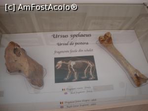 [P29] Fosile ale ursului de peşteră.  » foto by Floryn81
 - 
<span class="allrVoted glyphicon glyphicon-heart hidden" id="av871055"></span>
<a class="m-l-10 hidden" id="sv871055" onclick="voting_Foto_DelVot(,871055,22761)" role="button">șterge vot <span class="glyphicon glyphicon-remove"></span></a>
<a id="v9871055" class=" c-red"  onclick="voting_Foto_SetVot(871055)" role="button"><span class="glyphicon glyphicon-heart-empty"></span> <b>LIKE</b> = Votează poza</a> <img class="hidden"  id="f871055W9" src="/imagini/loader.gif" border="0" /><span class="AjErrMes hidden" id="e871055ErM"></span>