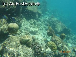 [P20] Viața subacvatică » foto by marian 1973
 - 
<span class="allrVoted glyphicon glyphicon-heart hidden" id="av902114"></span>
<a class="m-l-10 hidden" id="sv902114" onclick="voting_Foto_DelVot(,902114,22762)" role="button">șterge vot <span class="glyphicon glyphicon-remove"></span></a>
<a id="v9902114" class=" c-red"  onclick="voting_Foto_SetVot(902114)" role="button"><span class="glyphicon glyphicon-heart-empty"></span> <b>LIKE</b> = Votează poza</a> <img class="hidden"  id="f902114W9" src="/imagini/loader.gif" border="0" /><span class="AjErrMes hidden" id="e902114ErM"></span>