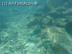 [P26] Peștișori » foto by marian 1973
 - 
<span class="allrVoted glyphicon glyphicon-heart hidden" id="av902120"></span>
<a class="m-l-10 hidden" id="sv902120" onclick="voting_Foto_DelVot(,902120,22762)" role="button">șterge vot <span class="glyphicon glyphicon-remove"></span></a>
<a id="v9902120" class=" c-red"  onclick="voting_Foto_SetVot(902120)" role="button"><span class="glyphicon glyphicon-heart-empty"></span> <b>LIKE</b> = Votează poza</a> <img class="hidden"  id="f902120W9" src="/imagini/loader.gif" border="0" /><span class="AjErrMes hidden" id="e902120ErM"></span>