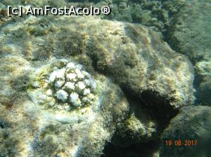 [P35] Viața submarină » foto by marian 1973
 - 
<span class="allrVoted glyphicon glyphicon-heart hidden" id="av902129"></span>
<a class="m-l-10 hidden" id="sv902129" onclick="voting_Foto_DelVot(,902129,22762)" role="button">șterge vot <span class="glyphicon glyphicon-remove"></span></a>
<a id="v9902129" class=" c-red"  onclick="voting_Foto_SetVot(902129)" role="button"><span class="glyphicon glyphicon-heart-empty"></span> <b>LIKE</b> = Votează poza</a> <img class="hidden"  id="f902129W9" src="/imagini/loader.gif" border="0" /><span class="AjErrMes hidden" id="e902129ErM"></span>