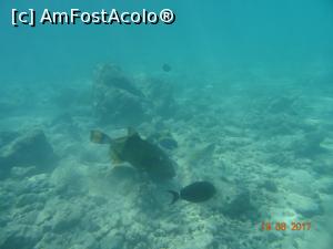 [P36] Un acvariu 'puțin' mai mare » foto by marian 1973
 - 
<span class="allrVoted glyphicon glyphicon-heart hidden" id="av902130"></span>
<a class="m-l-10 hidden" id="sv902130" onclick="voting_Foto_DelVot(,902130,22762)" role="button">șterge vot <span class="glyphicon glyphicon-remove"></span></a>
<a id="v9902130" class=" c-red"  onclick="voting_Foto_SetVot(902130)" role="button"><span class="glyphicon glyphicon-heart-empty"></span> <b>LIKE</b> = Votează poza</a> <img class="hidden"  id="f902130W9" src="/imagini/loader.gif" border="0" /><span class="AjErrMes hidden" id="e902130ErM"></span>