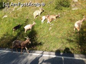 [P03] Caprele montane :)  » foto by Mete
 - 
<span class="allrVoted glyphicon glyphicon-heart hidden" id="av905211"></span>
<a class="m-l-10 hidden" id="sv905211" onclick="voting_Foto_DelVot(,905211,22781)" role="button">șterge vot <span class="glyphicon glyphicon-remove"></span></a>
<a id="v9905211" class=" c-red"  onclick="voting_Foto_SetVot(905211)" role="button"><span class="glyphicon glyphicon-heart-empty"></span> <b>LIKE</b> = Votează poza</a> <img class="hidden"  id="f905211W9" src="/imagini/loader.gif" border="0" /><span class="AjErrMes hidden" id="e905211ErM"></span>