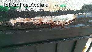 [P06] Asa arata peretele despartitor fata de balconul vecin » foto by adrianaglogo
 - 
<span class="allrVoted glyphicon glyphicon-heart hidden" id="av907696"></span>
<a class="m-l-10 hidden" id="sv907696" onclick="voting_Foto_DelVot(,907696,22818)" role="button">șterge vot <span class="glyphicon glyphicon-remove"></span></a>
<a id="v9907696" class=" c-red"  onclick="voting_Foto_SetVot(907696)" role="button"><span class="glyphicon glyphicon-heart-empty"></span> <b>LIKE</b> = Votează poza</a> <img class="hidden"  id="f907696W9" src="/imagini/loader.gif" border="0" /><span class="AjErrMes hidden" id="e907696ErM"></span>