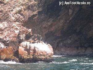 [P36] chiar daca stau nemiscati la soare pe stanci, si acestor lei de mare trebuie sa le dam atentie » foto by grecudoina
 - 
<span class="allrVoted glyphicon glyphicon-heart hidden" id="av398981"></span>
<a class="m-l-10 hidden" id="sv398981" onclick="voting_Foto_DelVot(,398981,22927)" role="button">șterge vot <span class="glyphicon glyphicon-remove"></span></a>
<a id="v9398981" class=" c-red"  onclick="voting_Foto_SetVot(398981)" role="button"><span class="glyphicon glyphicon-heart-empty"></span> <b>LIKE</b> = Votează poza</a> <img class="hidden"  id="f398981W9" src="/imagini/loader.gif" border="0" /><span class="AjErrMes hidden" id="e398981ErM"></span>