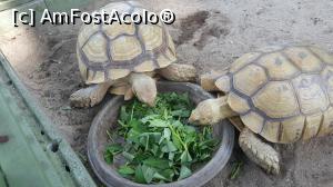 [P19] Pranzul testoaselor » foto by Kyandra
 - 
<span class="allrVoted glyphicon glyphicon-heart hidden" id="av916514"></span>
<a class="m-l-10 hidden" id="sv916514" onclick="voting_Foto_DelVot(,916514,22936)" role="button">șterge vot <span class="glyphicon glyphicon-remove"></span></a>
<a id="v9916514" class=" c-red"  onclick="voting_Foto_SetVot(916514)" role="button"><span class="glyphicon glyphicon-heart-empty"></span> <b>LIKE</b> = Votează poza</a> <img class="hidden"  id="f916514W9" src="/imagini/loader.gif" border="0" /><span class="AjErrMes hidden" id="e916514ErM"></span>