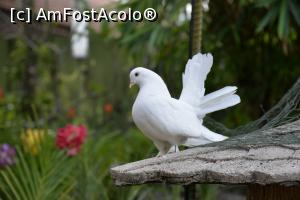 [P03]  -- <small>// FĂRĂ DESCRIERE</small> » foto by Kyandra
 - 
<span class="allrVoted glyphicon glyphicon-heart hidden" id="av916492"></span>
<a class="m-l-10 hidden" id="sv916492" onclick="voting_Foto_DelVot(,916492,22936)" role="button">șterge vot <span class="glyphicon glyphicon-remove"></span></a>
<a id="v9916492" class=" c-red"  onclick="voting_Foto_SetVot(916492)" role="button"><span class="glyphicon glyphicon-heart-empty"></span> <b>LIKE</b> = Votează poza</a> <img class="hidden"  id="f916492W9" src="/imagini/loader.gif" border="0" /><span class="AjErrMes hidden" id="e916492ErM"></span>