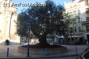 [P16] Mallorca, Manacor, Plaça del Rector Rubí, Măslinul centenar, în stânga puțin din Parròquia de la Mare de Déu dels Dolors de Manacor, intrarea... » foto by mprofeanu
 - 
<span class="allrVoted glyphicon glyphicon-heart hidden" id="av1304052"></span>
<a class="m-l-10 hidden" id="sv1304052" onclick="voting_Foto_DelVot(,1304052,23018)" role="button">șterge vot <span class="glyphicon glyphicon-remove"></span></a>
<a id="v91304052" class=" c-red"  onclick="voting_Foto_SetVot(1304052)" role="button"><span class="glyphicon glyphicon-heart-empty"></span> <b>LIKE</b> = Votează poza</a> <img class="hidden"  id="f1304052W9" src="/imagini/loader.gif" border="0" /><span class="AjErrMes hidden" id="e1304052ErM"></span>