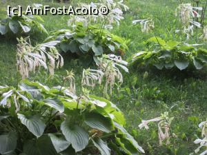 [P11] Grădina Maicii Domnului » foto by Michi
 - 
<span class="allrVoted glyphicon glyphicon-heart hidden" id="av921608"></span>
<a class="m-l-10 hidden" id="sv921608" onclick="voting_Foto_DelVot(,921608,23037)" role="button">șterge vot <span class="glyphicon glyphicon-remove"></span></a>
<a id="v9921608" class=" c-red"  onclick="voting_Foto_SetVot(921608)" role="button"><span class="glyphicon glyphicon-heart-empty"></span> <b>LIKE</b> = Votează poza</a> <img class="hidden"  id="f921608W9" src="/imagini/loader.gif" border="0" /><span class="AjErrMes hidden" id="e921608ErM"></span>