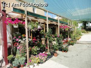 [P26] Un colțișor cu flori.  » foto by maryka
 - 
<span class="allrVoted glyphicon glyphicon-heart hidden" id="av943695"></span>
<a class="m-l-10 hidden" id="sv943695" onclick="voting_Foto_DelVot(,943695,23140)" role="button">șterge vot <span class="glyphicon glyphicon-remove"></span></a>
<a id="v9943695" class=" c-red"  onclick="voting_Foto_SetVot(943695)" role="button"><span class="glyphicon glyphicon-heart-empty"></span> <b>LIKE</b> = Votează poza</a> <img class="hidden"  id="f943695W9" src="/imagini/loader.gif" border="0" /><span class="AjErrMes hidden" id="e943695ErM"></span>