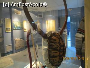 [P15] Lira combinata.  » foto by elviramvio
 - 
<span class="allrVoted glyphicon glyphicon-heart hidden" id="av809545"></span>
<a class="m-l-10 hidden" id="sv809545" onclick="voting_Foto_DelVot(,809545,23140)" role="button">șterge vot <span class="glyphicon glyphicon-remove"></span></a>
<a id="v9809545" class=" c-red"  onclick="voting_Foto_SetVot(809545)" role="button"><span class="glyphicon glyphicon-heart-empty"></span> <b>LIKE</b> = Votează poza</a> <img class="hidden"  id="f809545W9" src="/imagini/loader.gif" border="0" /><span class="AjErrMes hidden" id="e809545ErM"></span>