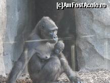 [P15] Mama gorila cu puiul ei » foto by Irina1974
 - 
<span class="allrVoted glyphicon glyphicon-heart hidden" id="av461508"></span>
<a class="m-l-10 hidden" id="sv461508" onclick="voting_Foto_DelVot(,461508,23167)" role="button">șterge vot <span class="glyphicon glyphicon-remove"></span></a>
<a id="v9461508" class=" c-red"  onclick="voting_Foto_SetVot(461508)" role="button"><span class="glyphicon glyphicon-heart-empty"></span> <b>LIKE</b> = Votează poza</a> <img class="hidden"  id="f461508W9" src="/imagini/loader.gif" border="0" /><span class="AjErrMes hidden" id="e461508ErM"></span>