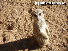 [P18] Era foarte prietenos individul!  » foto by Irina1974
 - 
<span class="allrVoted glyphicon glyphicon-heart hidden" id="av461511"></span>
<a class="m-l-10 hidden" id="sv461511" onclick="voting_Foto_DelVot(,461511,23167)" role="button">șterge vot <span class="glyphicon glyphicon-remove"></span></a>
<a id="v9461511" class=" c-red"  onclick="voting_Foto_SetVot(461511)" role="button"><span class="glyphicon glyphicon-heart-empty"></span> <b>LIKE</b> = Votează poza</a> <img class="hidden"  id="f461511W9" src="/imagini/loader.gif" border="0" /><span class="AjErrMes hidden" id="e461511ErM"></span>