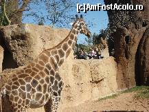 [P19] La girafe » foto by Irina1974
 - 
<span class="allrVoted glyphicon glyphicon-heart hidden" id="av461512"></span>
<a class="m-l-10 hidden" id="sv461512" onclick="voting_Foto_DelVot(,461512,23167)" role="button">șterge vot <span class="glyphicon glyphicon-remove"></span></a>
<a id="v9461512" class=" c-red"  onclick="voting_Foto_SetVot(461512)" role="button"><span class="glyphicon glyphicon-heart-empty"></span> <b>LIKE</b> = Votează poza</a> <img class="hidden"  id="f461512W9" src="/imagini/loader.gif" border="0" /><span class="AjErrMes hidden" id="e461512ErM"></span>