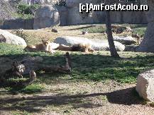 [P21] Astia ori sunt satui, ori caprele acelea nu fac parte din meniu! Erau impreuna!!!  » foto by Irina1974
 - 
<span class="allrVoted glyphicon glyphicon-heart hidden" id="av461514"></span>
<a class="m-l-10 hidden" id="sv461514" onclick="voting_Foto_DelVot(,461514,23167)" role="button">șterge vot <span class="glyphicon glyphicon-remove"></span></a>
<a id="v9461514" class=" c-red"  onclick="voting_Foto_SetVot(461514)" role="button"><span class="glyphicon glyphicon-heart-empty"></span> <b>LIKE</b> = Votează poza</a> <img class="hidden"  id="f461514W9" src="/imagini/loader.gif" border="0" /><span class="AjErrMes hidden" id="e461514ErM"></span>