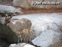 [P22] O preafrumoasa caprita sarea pe stanci! Vedeti ce copite are?  » foto by Irina1974
 - 
<span class="allrVoted glyphicon glyphicon-heart hidden" id="av461515"></span>
<a class="m-l-10 hidden" id="sv461515" onclick="voting_Foto_DelVot(,461515,23167)" role="button">șterge vot <span class="glyphicon glyphicon-remove"></span></a>
<a id="v9461515" class=" c-red"  onclick="voting_Foto_SetVot(461515)" role="button"><span class="glyphicon glyphicon-heart-empty"></span> <b>LIKE</b> = Votează poza</a> <img class="hidden"  id="f461515W9" src="/imagini/loader.gif" border="0" /><span class="AjErrMes hidden" id="e461515ErM"></span>