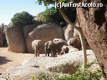 [P23] Grupul de elefanti » foto by Irina1974
 - 
<span class="allrVoted glyphicon glyphicon-heart hidden" id="av461516"></span>
<a class="m-l-10 hidden" id="sv461516" onclick="voting_Foto_DelVot(,461516,23167)" role="button">șterge vot <span class="glyphicon glyphicon-remove"></span></a>
<a id="v9461516" class=" c-red"  onclick="voting_Foto_SetVot(461516)" role="button"><span class="glyphicon glyphicon-heart-empty"></span> <b>LIKE</b> = Votează poza</a> <img class="hidden"  id="f461516W9" src="/imagini/loader.gif" border="0" /><span class="AjErrMes hidden" id="e461516ErM"></span>