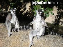 [P24] O poza va rog!  » foto by Irina1974
 - 
<span class="allrVoted glyphicon glyphicon-heart hidden" id="av461517"></span>
<a class="m-l-10 hidden" id="sv461517" onclick="voting_Foto_DelVot(,461517,23167)" role="button">șterge vot <span class="glyphicon glyphicon-remove"></span></a>
<a id="v9461517" class=" c-red"  onclick="voting_Foto_SetVot(461517)" role="button"><span class="glyphicon glyphicon-heart-empty"></span> <b>LIKE</b> = Votează poza</a> <img class="hidden"  id="f461517W9" src="/imagini/loader.gif" border="0" /><span class="AjErrMes hidden" id="e461517ErM"></span>