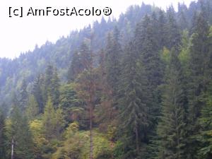 [P10] Padurea de brazi prin care se strecoara paraul care formeaza cascada.  » foto by liviu49
 - 
<span class="allrVoted glyphicon glyphicon-heart hidden" id="av928445"></span>
<a class="m-l-10 hidden" id="sv928445" onclick="voting_Foto_DelVot(,928445,23210)" role="button">șterge vot <span class="glyphicon glyphicon-remove"></span></a>
<a id="v9928445" class=" c-red"  onclick="voting_Foto_SetVot(928445)" role="button"><span class="glyphicon glyphicon-heart-empty"></span> <b>LIKE</b> = Votează poza</a> <img class="hidden"  id="f928445W9" src="/imagini/loader.gif" border="0" /><span class="AjErrMes hidden" id="e928445ErM"></span>