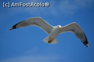 [P08] Spiritul lui Maria55 a fost cu noi, aveam cu ea o întrecere la fotografii cu pescăruşi...  » foto by kelyboy
 - 
<span class="allrVoted glyphicon glyphicon-heart hidden" id="av953732"></span>
<a class="m-l-10 hidden" id="sv953732" onclick="voting_Foto_DelVot(,953732,23389)" role="button">șterge vot <span class="glyphicon glyphicon-remove"></span></a>
<a id="v9953732" class=" c-red"  onclick="voting_Foto_SetVot(953732)" role="button"><span class="glyphicon glyphicon-heart-empty"></span> <b>LIKE</b> = Votează poza</a> <img class="hidden"  id="f953732W9" src="/imagini/loader.gif" border="0" /><span class="AjErrMes hidden" id="e953732ErM"></span>