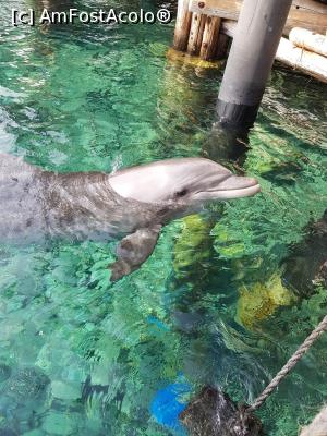[P07] Delfinii vin langa ponton » foto by dalumian
 - 
<span class="allrVoted glyphicon glyphicon-heart hidden" id="av1051039"></span>
<a class="m-l-10 hidden" id="sv1051039" onclick="voting_Foto_DelVot(,1051039,23430)" role="button">șterge vot <span class="glyphicon glyphicon-remove"></span></a>
<a id="v91051039" class=" c-red"  onclick="voting_Foto_SetVot(1051039)" role="button"><span class="glyphicon glyphicon-heart-empty"></span> <b>LIKE</b> = Votează poza</a> <img class="hidden"  id="f1051039W9" src="/imagini/loader.gif" border="0" /><span class="AjErrMes hidden" id="e1051039ErM"></span>
