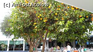 [P30] 30. Portocali cu fructe, în curtea hotelului.  » foto by doinafil
 - 
<span class="allrVoted glyphicon glyphicon-heart hidden" id="av944646"></span>
<a class="m-l-10 hidden" id="sv944646" onclick="voting_Foto_DelVot(,944646,23448)" role="button">șterge vot <span class="glyphicon glyphicon-remove"></span></a>
<a id="v9944646" class=" c-red"  onclick="voting_Foto_SetVot(944646)" role="button"><span class="glyphicon glyphicon-heart-empty"></span> <b>LIKE</b> = Votează poza</a> <img class="hidden"  id="f944646W9" src="/imagini/loader.gif" border="0" /><span class="AjErrMes hidden" id="e944646ErM"></span>
