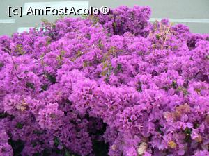 [P25] Si un 'buchet' de flori pentru doamne si domnisoare, caci maine e 8Martie!  » foto by DOINITA
 - 
<span class="allrVoted glyphicon glyphicon-heart hidden" id="av949648"></span>
<a class="m-l-10 hidden" id="sv949648" onclick="voting_Foto_DelVot(,949648,23524)" role="button">șterge vot <span class="glyphicon glyphicon-remove"></span></a>
<a id="v9949648" class=" c-red"  onclick="voting_Foto_SetVot(949648)" role="button"><span class="glyphicon glyphicon-heart-empty"></span> <b>LIKE</b> = Votează poza</a> <img class="hidden"  id="f949648W9" src="/imagini/loader.gif" border="0" /><span class="AjErrMes hidden" id="e949648ErM"></span>