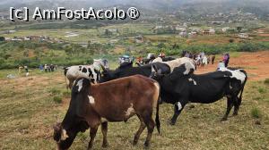 [P16] la târgul de animale » foto by robert
 - 
<span class="allrVoted glyphicon glyphicon-heart hidden" id="av1500097"></span>
<a class="m-l-10 hidden" id="sv1500097" onclick="voting_Foto_DelVot(,1500097,23651)" role="button">șterge vot <span class="glyphicon glyphicon-remove"></span></a>
<a id="v91500097" class=" c-red"  onclick="voting_Foto_SetVot(1500097)" role="button"><span class="glyphicon glyphicon-heart-empty"></span> <b>LIKE</b> = Votează poza</a> <img class="hidden"  id="f1500097W9" src="/imagini/loader.gif" border="0" /><span class="AjErrMes hidden" id="e1500097ErM"></span>