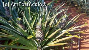 [P23] La cules de ananas » foto by rares_roxana
 - 
<span class="allrVoted glyphicon glyphicon-heart hidden" id="av1034420"></span>
<a class="m-l-10 hidden" id="sv1034420" onclick="voting_Foto_DelVot(,1034420,23758)" role="button">șterge vot <span class="glyphicon glyphicon-remove"></span></a>
<a id="v91034420" class=" c-red"  onclick="voting_Foto_SetVot(1034420)" role="button"><span class="glyphicon glyphicon-heart-empty"></span> <b>LIKE</b> = Votează poza</a> <img class="hidden"  id="f1034420W9" src="/imagini/loader.gif" border="0" /><span class="AjErrMes hidden" id="e1034420ErM"></span>