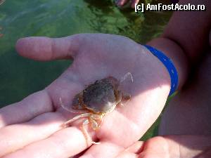 [P56] Un crab micut » foto by cristisch2003
 - 
<span class="allrVoted glyphicon glyphicon-heart hidden" id="av365731"></span>
<a class="m-l-10 hidden" id="sv365731" onclick="voting_Foto_DelVot(,365731,23794)" role="button">șterge vot <span class="glyphicon glyphicon-remove"></span></a>
<a id="v9365731" class=" c-red"  onclick="voting_Foto_SetVot(365731)" role="button"><span class="glyphicon glyphicon-heart-empty"></span> <b>LIKE</b> = Votează poza</a> <img class="hidden"  id="f365731W9" src="/imagini/loader.gif" border="0" /><span class="AjErrMes hidden" id="e365731ErM"></span>