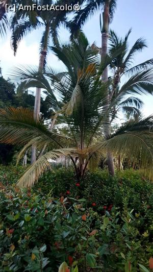 [P17] Palmieri si flori  colorate din resort » foto by adri-nico
 - 
<span class="allrVoted glyphicon glyphicon-heart hidden" id="av1216017"></span>
<a class="m-l-10 hidden" id="sv1216017" onclick="voting_Foto_DelVot(,1216017,23907)" role="button">șterge vot <span class="glyphicon glyphicon-remove"></span></a>
<a id="v91216017" class=" c-red"  onclick="voting_Foto_SetVot(1216017)" role="button"><span class="glyphicon glyphicon-heart-empty"></span> <b>LIKE</b> = Votează poza</a> <img class="hidden"  id="f1216017W9" src="/imagini/loader.gif" border="0" /><span class="AjErrMes hidden" id="e1216017ErM"></span>