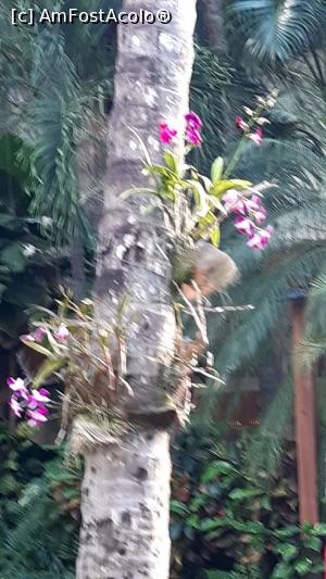 [P24] Orhidee altoite  in palmieri. » foto by adri-nico
 - 
<span class="allrVoted glyphicon glyphicon-heart hidden" id="av1216024"></span>
<a class="m-l-10 hidden" id="sv1216024" onclick="voting_Foto_DelVot(,1216024,23907)" role="button">șterge vot <span class="glyphicon glyphicon-remove"></span></a>
<a id="v91216024" class=" c-red"  onclick="voting_Foto_SetVot(1216024)" role="button"><span class="glyphicon glyphicon-heart-empty"></span> <b>LIKE</b> = Votează poza</a> <img class="hidden"  id="f1216024W9" src="/imagini/loader.gif" border="0" /><span class="AjErrMes hidden" id="e1216024ErM"></span>