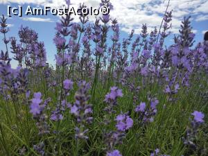 [P25] Grădina de lavandă Țipărești » foto by Mioritik
 - 
<span class="allrVoted glyphicon glyphicon-heart hidden" id="av1243836"></span>
<a class="m-l-10 hidden" id="sv1243836" onclick="voting_Foto_DelVot(,1243836,23926)" role="button">șterge vot <span class="glyphicon glyphicon-remove"></span></a>
<a id="v91243836" class=" c-red"  onclick="voting_Foto_SetVot(1243836)" role="button"><span class="glyphicon glyphicon-heart-empty"></span> <b>LIKE</b> = Votează poza</a> <img class="hidden"  id="f1243836W9" src="/imagini/loader.gif" border="0" /><span class="AjErrMes hidden" id="e1243836ErM"></span>