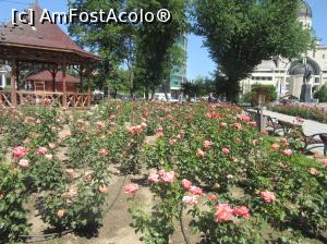 [P02] Parcul trandafirilor » foto by Michi
 - 
<span class="allrVoted glyphicon glyphicon-heart hidden" id="av748784"></span>
<a class="m-l-10 hidden" id="sv748784" onclick="voting_Foto_DelVot(,748784,24004)" role="button">șterge vot <span class="glyphicon glyphicon-remove"></span></a>
<a id="v9748784" class=" c-red"  onclick="voting_Foto_SetVot(748784)" role="button"><span class="glyphicon glyphicon-heart-empty"></span> <b>LIKE</b> = Votează poza</a> <img class="hidden"  id="f748784W9" src="/imagini/loader.gif" border="0" /><span class="AjErrMes hidden" id="e748784ErM"></span>