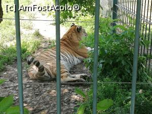 [P16] Parc Zoologic Radauti » foto by ⭐ValentinB_88⭐
 - 
<span class="allrVoted glyphicon glyphicon-heart hidden" id="av1234734"></span>
<a class="m-l-10 hidden" id="sv1234734" onclick="voting_Foto_DelVot(,1234734,24054)" role="button">șterge vot <span class="glyphicon glyphicon-remove"></span></a>
<a id="v91234734" class=" c-red"  onclick="voting_Foto_SetVot(1234734)" role="button"><span class="glyphicon glyphicon-heart-empty"></span> <b>LIKE</b> = Votează poza</a> <img class="hidden"  id="f1234734W9" src="/imagini/loader.gif" border="0" /><span class="AjErrMes hidden" id="e1234734ErM"></span>