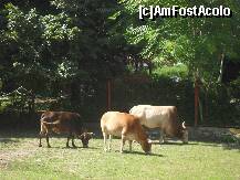 [P51]  -- <small>// FĂRĂ DESCRIERE</small> » foto by georgiana
 - 
<span class="allrVoted glyphicon glyphicon-heart hidden" id="av152000"></span>
<a class="m-l-10 hidden" id="sv152000" onclick="voting_Foto_DelVot(,152000,24215)" role="button">șterge vot <span class="glyphicon glyphicon-remove"></span></a>
<a id="v9152000" class=" c-red"  onclick="voting_Foto_SetVot(152000)" role="button"><span class="glyphicon glyphicon-heart-empty"></span> <b>LIKE</b> = Votează poza</a> <img class="hidden"  id="f152000W9" src="/imagini/loader.gif" border="0" /><span class="AjErrMes hidden" id="e152000ErM"></span>