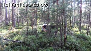 [P11] Culegători de fructe de pădure în tinovul Luci. Covor de afine. În stânga, dar și în față, se văd copaci jumuliți de urși.  » foto by Lucien
 - 
<span class="allrVoted glyphicon glyphicon-heart hidden" id="av812067"></span>
<a class="m-l-10 hidden" id="sv812067" onclick="voting_Foto_DelVot(,812067,24266)" role="button">șterge vot <span class="glyphicon glyphicon-remove"></span></a>
<a id="v9812067" class=" c-red"  onclick="voting_Foto_SetVot(812067)" role="button"><span class="glyphicon glyphicon-heart-empty"></span> <b>LIKE</b> = Votează poza</a> <img class="hidden"  id="f812067W9" src="/imagini/loader.gif" border="0" /><span class="AjErrMes hidden" id="e812067ErM"></span>
