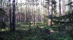 [P14] imagine tipică pentru tinovul Luci, zona marginală, cu copaci mai înalți. Fiind rezervație naturală, pădurea nu se taie, nu se curăță. În față urmează zona monotonă a tinovului. Covor de mușchi și afine.  » foto by Lucien
 - 
<span class="allrVoted glyphicon glyphicon-heart hidden" id="av812077"></span>
<a class="m-l-10 hidden" id="sv812077" onclick="voting_Foto_DelVot(,812077,24266)" role="button">șterge vot <span class="glyphicon glyphicon-remove"></span></a>
<a id="v9812077" class=" c-red"  onclick="voting_Foto_SetVot(812077)" role="button"><span class="glyphicon glyphicon-heart-empty"></span> <b>LIKE</b> = Votează poza</a> <img class="hidden"  id="f812077W9" src="/imagini/loader.gif" border="0" /><span class="AjErrMes hidden" id="e812077ErM"></span>